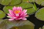 Pink and white hybrid water lily-North Carolina Art Print